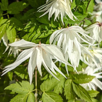 Clematis Lemon Dream, С2 interface.image 1