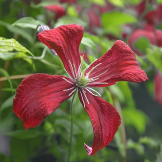 Clematis Strawberry Fields, С2 interface.image 2