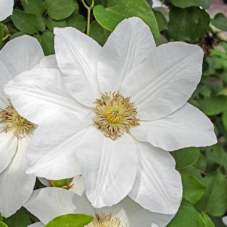 Clematis Sweet Morning, С2 interface.image 3