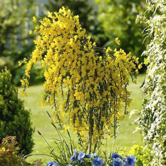 Cytisus Golden Sunlight interface.image 3