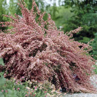 Cytisus Moyclare Pink, С2 interface.image 1