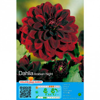 Daalia Arabian Night interface.image 3