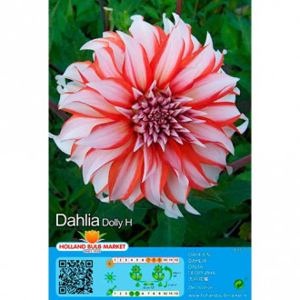 Daalia Dolly H interface.image 1