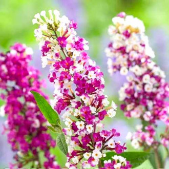 Davidi haldjamüts (Buddleja Davidii) Berries Cream interface.image 1