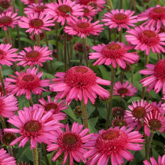 Echinacea Delicious Candy, С2 interface.image 1