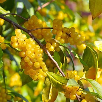 Elaeagnus umbellata Pointilla Fortunella®, С2 interface.image 2
