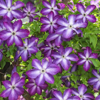 Elulõng Venosa Violacea, Р9 interface.image 6