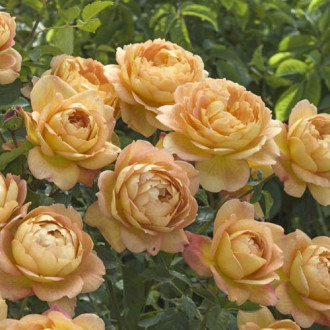 English Rose Lady of Shalott®, C5 interface.image 1