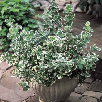 Euonymus Emerald Gaiety, С2 interface.image 2