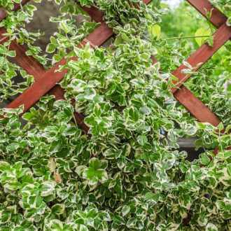 Euonymus fortunei Silver Queen, С2 interface.image 3