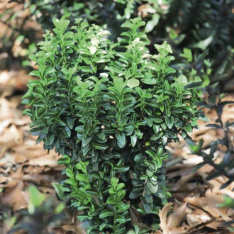 Euonymus Gold Rocket PBR, С3 interface.image 1