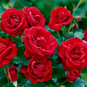 Floribunda roos Bordo foto 7 Floribunda roos Bordo interface.image 7