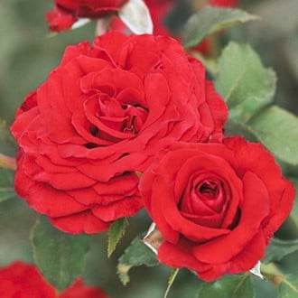 Floribunda roos Carmine™ Vaza ®, С3 interface.image 3