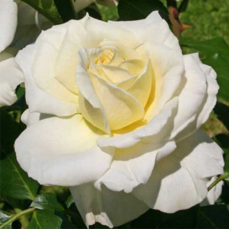 Floribunda roos Kronprinsesse Mary ®, С5 interface.image 2