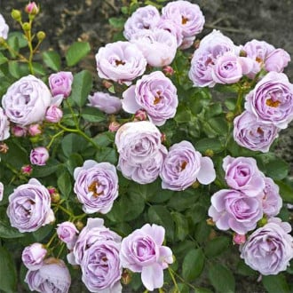 Floribunda roos Nautica®, C5 interface.image 2