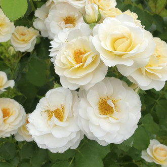 Floribunda roos Zorza® interface.image 2