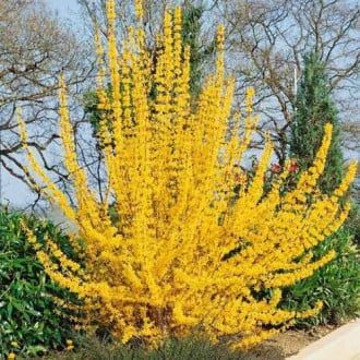 Forsythia intermedia Golden Times, С2 interface.image 2
