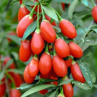 Goji mari Big Berry, P9 interface.image 2