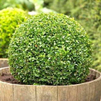 Harilik pukspuu (Buxus) interface.image 1