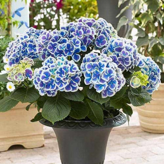 Hortensia Bicolor Blue-White interface.image 1