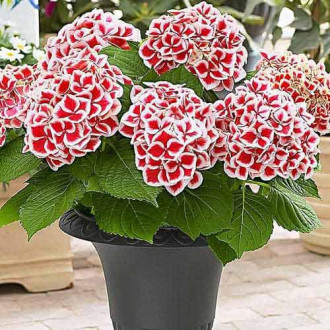 Hortensia Bicolor Red-White interface.image 1