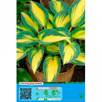 Hosta Remember Me interface.image 6