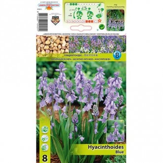 Hyacinthoides Hisp. Blue interface.image 1