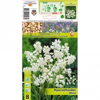 Hyacinthoides Hisp. White interface.image 1