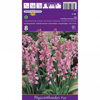 Hyacinthoides Pink interface.image 4