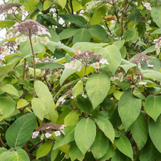 Hydrangea aspera Rosemary Foster, С2 interface.image 2