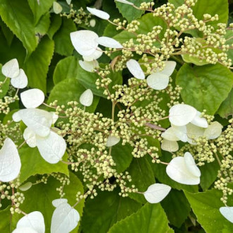 Hydrangea hydr. Burst of Light®, С2 interface.image 4