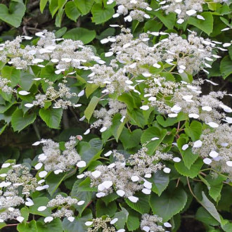 Hydrangea hydr. Moonlight, С2 interface.image 5