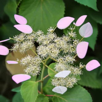 Hydrangea hydr. Roseum, С2 interface.image 6