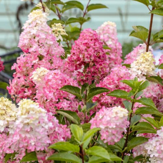 Hydrangea panic. Fraise Melba Renba, С2 foto 10 Hydrangea panic. Fraise Melba Renba, С2 interface.image 10