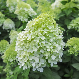 Hydrangea panic. Little Spooky, С2 foto 11 Hydrangea panic. Little Spooky, С2 interface.image 11