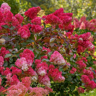 Hydrangea panic. Petite Flori, С2 foto 12 Hydrangea panic. Petite Flori, С2 interface.image 12