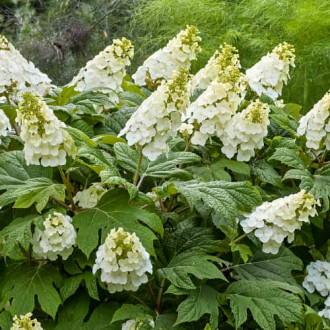 Hydrangea querc. Ice Crystal, С2 interface.image 4