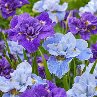 Iiris Siberica Mixed interface.image 4