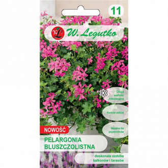 Ivy-leaved pelargonium Fuchsia F1 interface.image 3