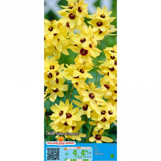 Ixia Yellow Emperor interface.image 3