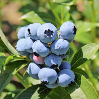 Kännasmustikas Vaccinium Corymbosum Bluejay foto 12 Kännasmustikas Vaccinium Corymbosum Bluejay interface.image 12