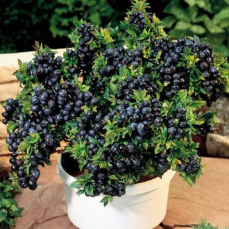 Kännasmustikas Vaccinium Corymbosum Top Hat, P9 interface.image 3