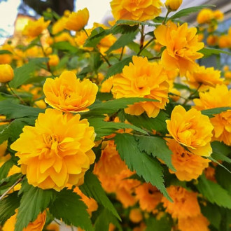 Kerria japonica Pleniflora, С2 interface.image 4