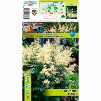 Kitseenelas (Aruncus) interface.image 5