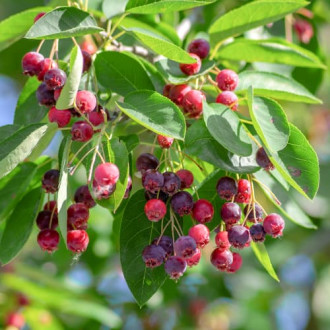 Lamarcki toompihlakas Amelanchier Lamarckii interface.image 1