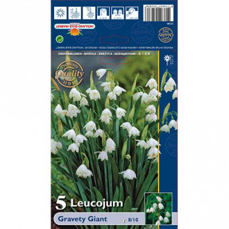 Leucojum Gravety Giant interface.image 4