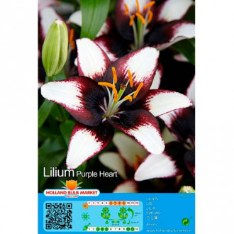 Liilia Purple Heart interface.image 1