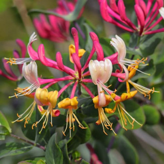 Lonicera periclymenum Belgica Select, С2 interface.image 5