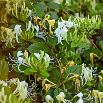 Lonicera periclymenum Graham Thomas, С2 interface.image 6