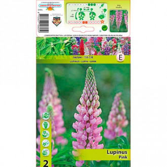 Lupiin Pink interface.image 1